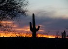 Saguaro National Park Sunset